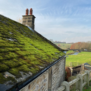 Lawn